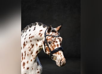 Appaloosa, Semental, 6 años, 143 cm, Atigrado/Moteado