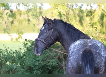 Appaloosa, Semental, 6 años, 155 cm