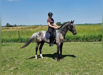 Appaloosa, Semental, 6 años, 163 cm, Atigrado/Moteado
