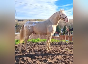 Appaloosa, Semental, 6 años, 164 cm, Cremello