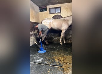 Appaloosa, Semental, 6 años, 164 cm, Cremello