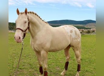 Appaloosa, Semental, 6 años, 164 cm, Cremello