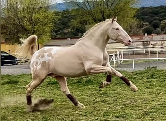 Appaloosa, Semental, 6 años, 164 cm, Cremello