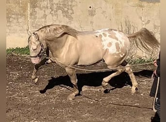 Appaloosa, Semental, 6 años, 164 cm, Cremello