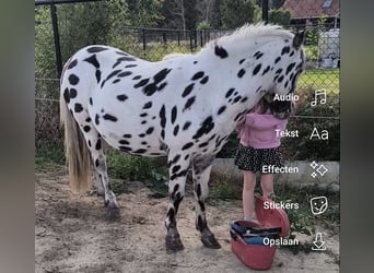 Appaloosa, Semental, 6 años, Atigrado/Moteado