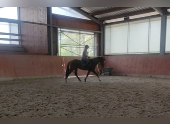 Appaloosa, Semental, 7 años, 155 cm, Alazán