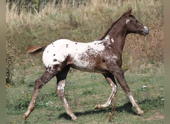 Appaloosa, Semental, 14 años, 163 cm, Atigrado/Moteado