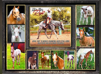 Appaloosa, Semental, 14 años, 163 cm, Atigrado/Moteado
