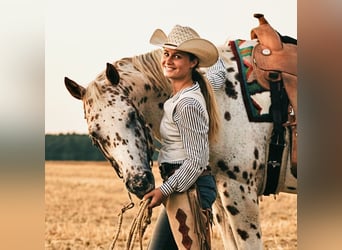 Appaloosa, Semental, 14 años, 163 cm, Atigrado/Moteado