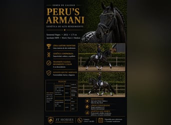 Appaloosa, Semental, 12 años, 171 cm, Negro