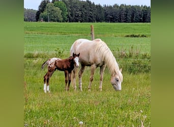 Appaloosa, Semental, Potro (05/2026), 150 cm, Castaño