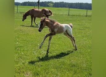 Appaloosa, Semental, Potro (05/2026), 150 cm, Castaño