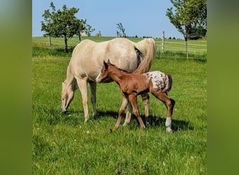 Appaloosa, Semental, Potro (05/2026), 150 cm, Castaño