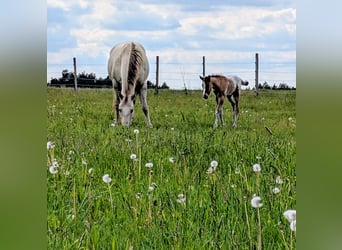 Appaloosa, Semental, Potro (05/2026), 150 cm, Castaño