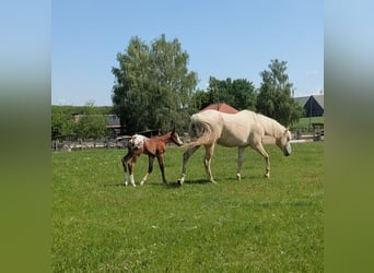 Appaloosa, Semental, Potro (05/2026), 150 cm, Castaño