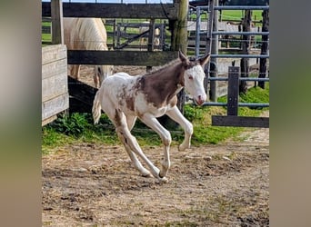 Appaloosa, Semental, Potro (05/2026), 150 cm, Castaño