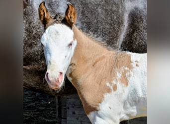 Appaloosa, Semental, Potro (05/2026), 150 cm, Castaño