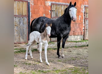 Appaloosa, Semental, Potro (05/2026), 150 cm, Castaño