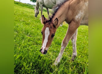 Appaloosa, Semental, Potro (05/2026), 153 cm, Bayo