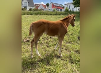 Appaloosa, Semental, Potro (03/2026), 155 cm, Alazán-tostado