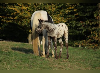 Appaloosa Mestizo, Semental, Potro (08/2026), 155 cm, Atigrado/Moteado