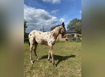 Appaloosa, Semental, Potro (03/2026), 155 cm, Atigrado/Moteado