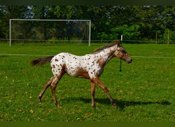 Appaloosa, Semental, Potro (03/2026), 155 cm, Atigrado/Moteado