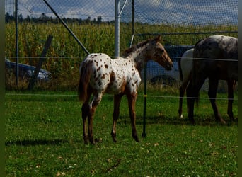 Appaloosa, Semental, Potro (03/2026), 155 cm, Atigrado/Moteado