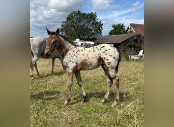 Appaloosa, Semental, Potro (03/2026), 155 cm, Atigrado/Moteado