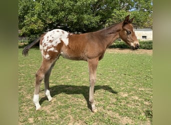 Appaloosa, Semental, Potro (04/2026), 155 cm, Atigrado/Moteado