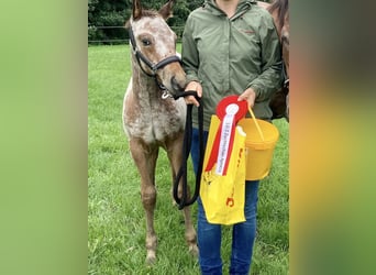 Appaloosa, Semental, Potro (05/2023), 155 cm, Castaño