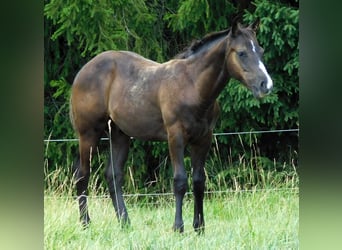Appaloosa, Semental, Potro (02/2026), 155 cm, Negro