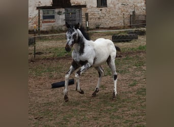 Appaloosa, Semental, Potro (04/2025), 155 cm, White/Blanco