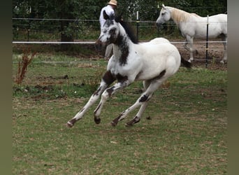 Appaloosa, Semental, Potro (04/2025), 155 cm, White/Blanco