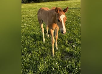 Appaloosa, Semental, Potro (06/2025), 160 cm, Ruano alazán