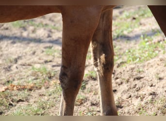 Appaloosa, Semental, Potro (03/2026), Castaño