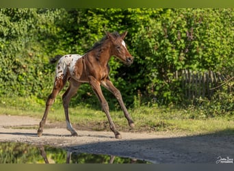 Appaloosa, Semental, Potro (04/2024), Castaño