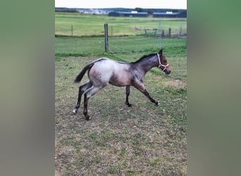 Appaloosa, Semental, Potro (05/2026), Ruano azulado
