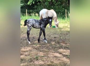 Appaloosa, Semental, , Tordo picazo