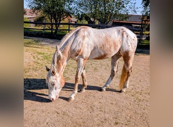 Appaloosa, Stallion, 10 years, 15.2 hh, Dun