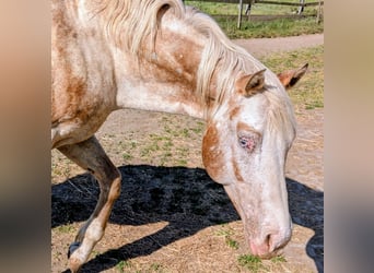 Appaloosa, Stallion, 10 years, 15.2 hh, Dun