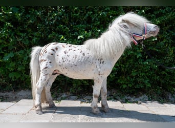 Appaloosa, Stallion, 15 years, 8,1 hh, Leopard-Piebald