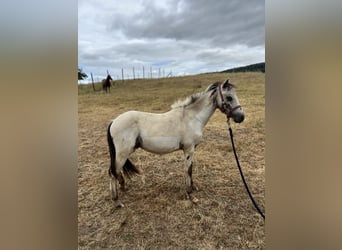 Appaloosa, Stallion, 1 year, 11,1 hh, Leopard-Piebald