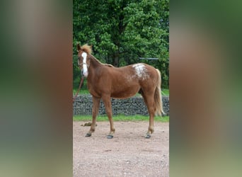 Appaloosa Mix, Hengst, 1 Jahr, 14,1 hh, Fuchs