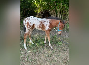 Appaloosa, Stallion, 1 year, 14.3 hh, Brown
