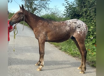 Appaloosa, Stallion, 1 year, 14 hh, Roan-Red