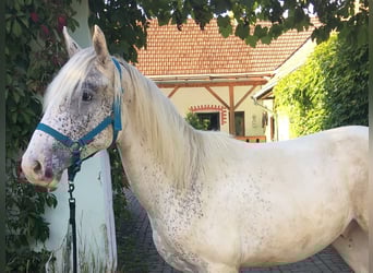 Appaloosa, Stallion, 1 year, 14,1 hh