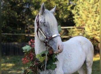 Appaloosa, Stallion, 1 year, 14,1 hh