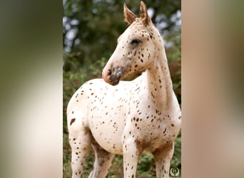 Appaloosa, Stallion, 1 year, 14,2 hh