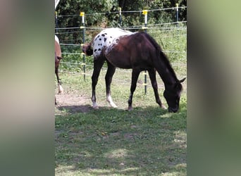 Appaloosa, Stallion, 1 year, 15.1 hh, Bay-Dark